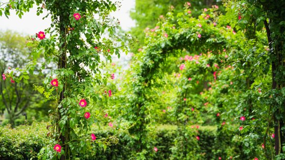 Arches of green foliage sprinkled with small bright pink roses.