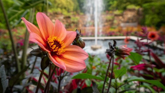 Closeup of orange flower at left front, with square fountain surrounded by flowers and foliage in center background.