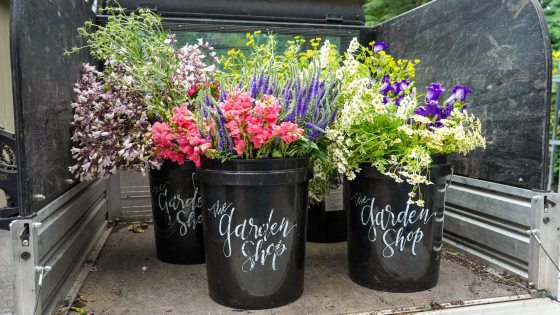 Three buckets of cut flowers in the back of a cart.