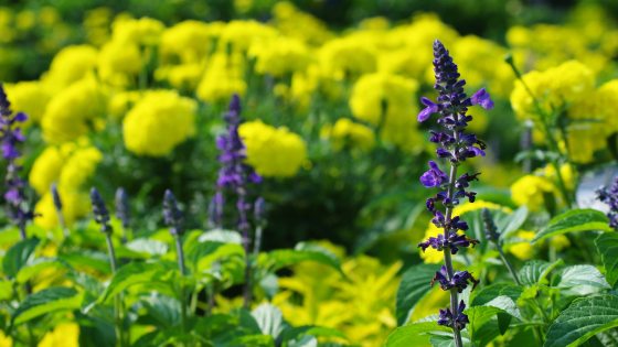 Tall purple triangular flowers in front of large yellow flowering shrubs. 