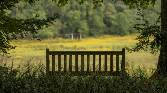 A wooden bench, in the shade, overlooking a meadow in summer.