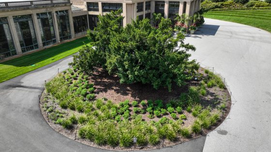 An aerial image of a circular garden with a large yew in the center, surrounded in smaller grassy plantings.
