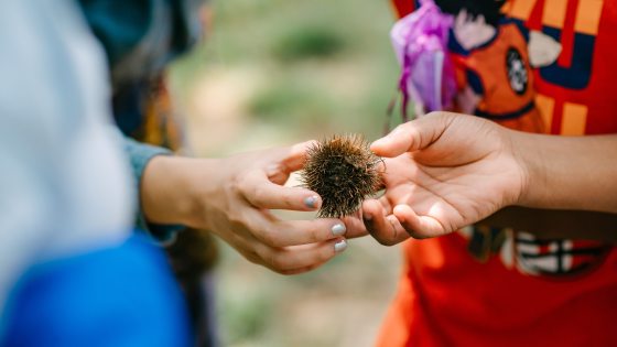 Closeup of two young people holding a brown spiky seed ball.