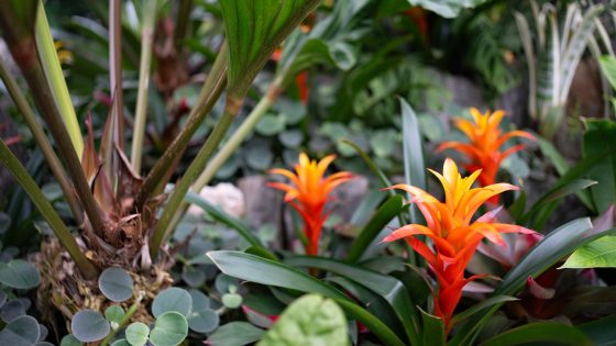 Tropical plants in many varieties growing in a garden bed. 