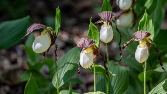 A cluster of white lady's slipper orchids, each with a large, white, pouch-like petal and dark, reddish-brown, twisted sepals and lateral petals. The orchids grow on slender stems amidst broad green leaves in a wooded, sun-dappled setting.