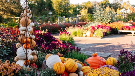 Outdoor garden overflowing with pumpkins and flowers in autumn colors.