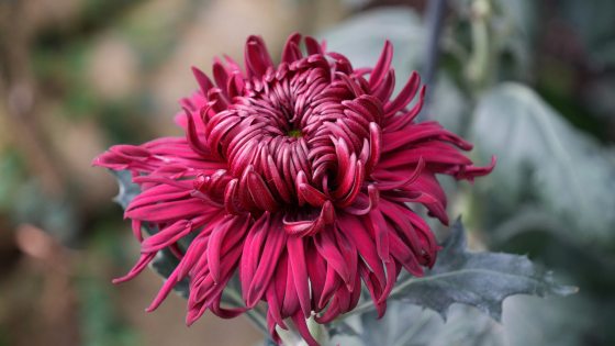 A close-up of a deep magenta, dark red, or burgundy 'spider' or 'fujin' type chrysanthemum flower with long, curling, and tubular petals.