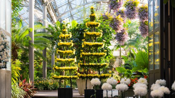 Yellow mums trained in two pagoda forms, with white mums in foreground and hanging baskets in background.