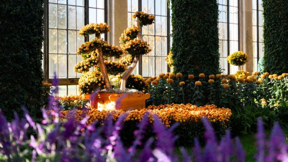 An orange chrysanthemum form stands amid other orange and yellow mums in front of large arched windows, with a contrast of spikes of purple blooms in the foreground.