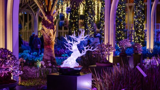 A completed, translucent crystalline bonsai tree sculpture glows with bright white light on a black pedestal at Longwood Gardens. It is displayed alongside real bonsai trees in a conservatory illuminated by purple and blue holiday lights.