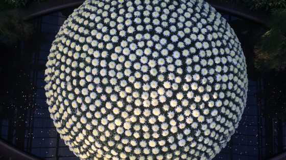 A striking top-down view shows a massive, perfectly spherical Chrysanthemum.