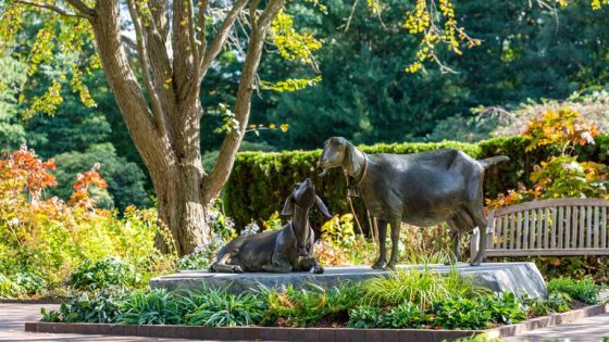 A life-sized bronze sculpture of two goats resting on a flat stone base. The sculpture is set within a vibrant garden at Longwood Gardens, featuring lush green ferns, colorful autumn foliage, and a large deciduous tree with yellowing leaves in the background. A wooden garden bench sits to the right of the sculpture.