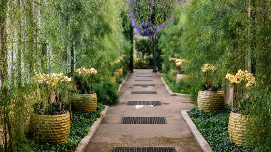 Containers of pale yellow orchids line an indoor garden path beneath baskets of purple flowers and cascades of feathery green acacia.
