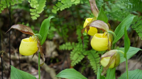 Yellow orchids growing in a forest covered area. 