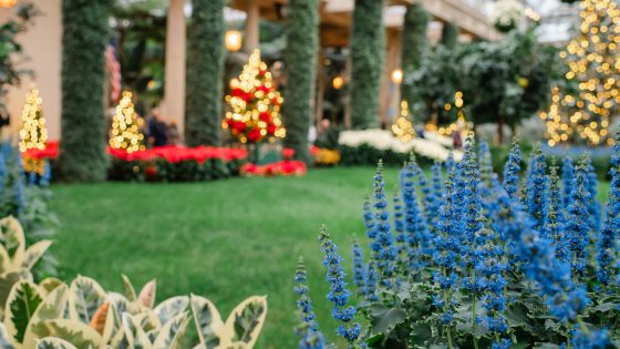 A scenic view of the Orangery during the 2025 Christmas season. The bright blue coleus spikes are featured in the foreground, leading the eye across a manicured green lawn toward glowing Christmas trees and ivy-wrapped stone pillars.