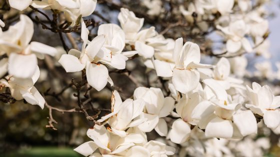 Closeup of white magnolia blossoms against hints of green lawn and blue sky.