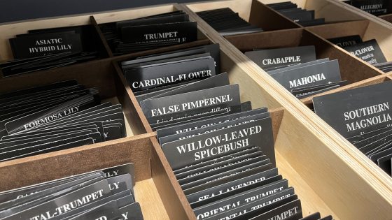 A close-up, angled shot of multiple wooden organizer trays filled with stacks of black plant identification labels. The trays feature dark wood dividers, creating separate slots for different plant species.