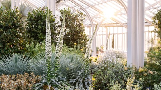 Tall spikes of white flowers rise against a backdrop of tropical plants, while the sun shines brightly through glass walls and ceiling.