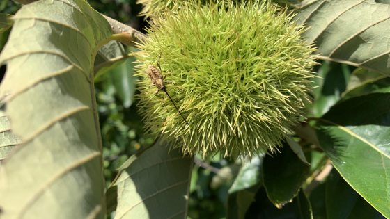 A slightly wider shot of the same Chestnut Weevil species perched on a spiky green chestnut burr. The image shows the surrounding serrated chestnut leaves, providing a sense of scale for the insect and the developing fruit.