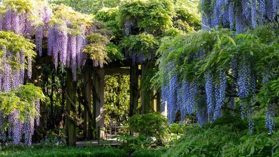 A perspective shot looking down a stone walkway in a formal garden. The path is flanked by low stone walls and topped with a series of wooden beams that support a dense ceiling of purple Wisteria. The far end of the path opens into a sunny courtyard with green manicured hedges.