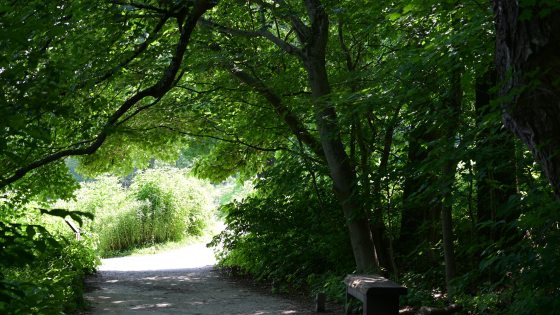 A shaded, gravel entrance to a meadow. A dense canopy of vibrant green maple leaves creates a natural tunnel over the path. A simple wooden bench sits in the shadows on the right. The end of the path opens into a bright, sunlit area of tall green vegetation.