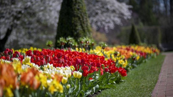 Diagonal shot of tulips in bloom along a grassy border, with a topiary tree and flowering tree in the background.