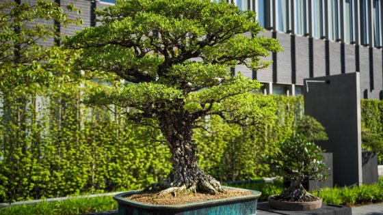 A cork bark elm bonsai, on a gray pedestal, on display in a courtyard. 