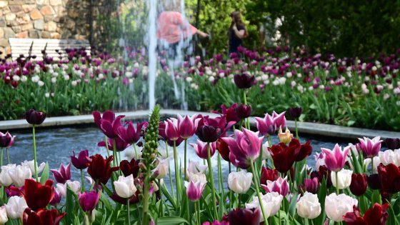 Tulips in hues of white, pink, and scarlet surrounding a square fountain with a single jet of water.