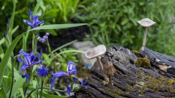 A close of of a section of a wood stump with mushrooms growing on it, surrounded by purple flowering orchids. 