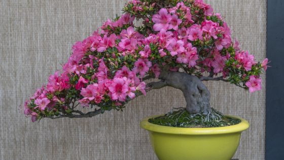 An asymmetrical, windswept azalea bonsai tree completely covered in deep pink flowers, with the canopy dramatically leaning toward the left. The tree features a thick, pale grey curving trunk and is showcased in a contrasting, bright yellow-green glazed ceramic bowl.