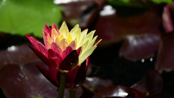 A close-up side view of a single hardy waterlily (Nymphaea 'Ring of Fire') flower rising above dark maroon pads, showcasing petals split vertically in contrasting shades of yellow and deep red.