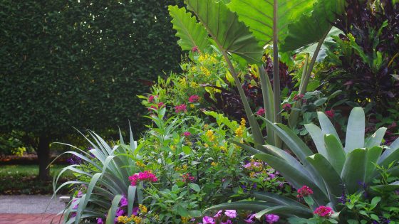A lush container garden arrangement featuring giant elephant-ear leaves, spiky agaves, and vibrant pink and yellow flowers against a dark green hedge.