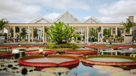 Large water-platters and other aquatic plants float in a pool, with columns and peaked arches of a large glasshouse in the background.