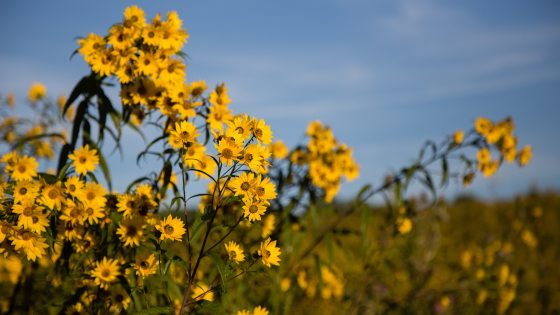 close-up of a bright yellow sunflower in full bloom with a bee on its textured center, flanked by closed green flower buds and leafy stems.