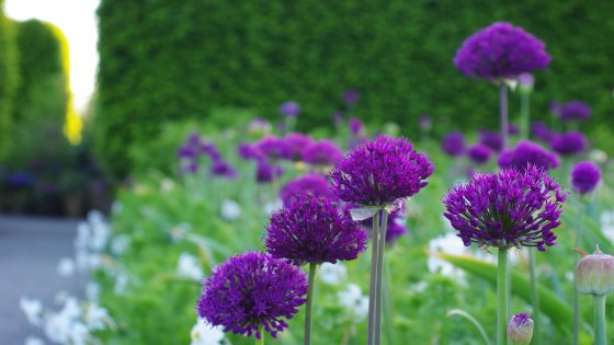 A close-up shot of round, vibrant purple Allium 'Purple Sensation' flowers blooming in the Annual Corridor in May 2026, set against a dark green hedge and a blurred stone pathway.