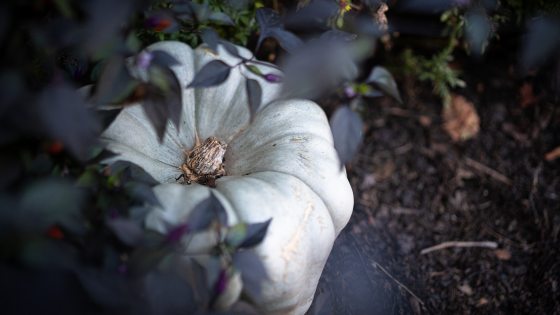 A pale, ribbed white pumpkin rests on dark soil, partially framed and framed by deep purple and green foliage in an outdoor garden bed.