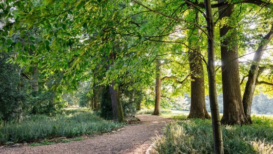 A sunlit gravel pathway curving through a dense wooded park, flanked by lush green ferns and mature trees casting dappled shadows.