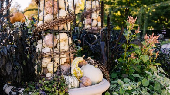 Harvest display of gourds and pumpkins in pots and wire teepees amid autumn blossoms.