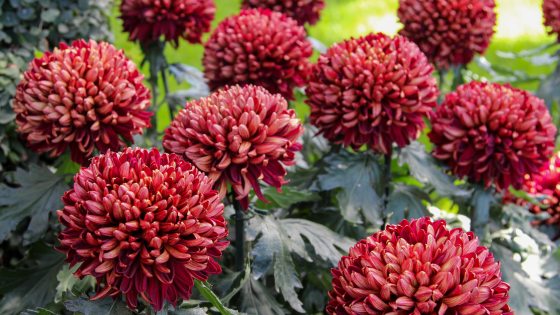 A vibrant close-up of deep red and copper-colored pompon chrysanthemums with tightly packed petals and green foliage.