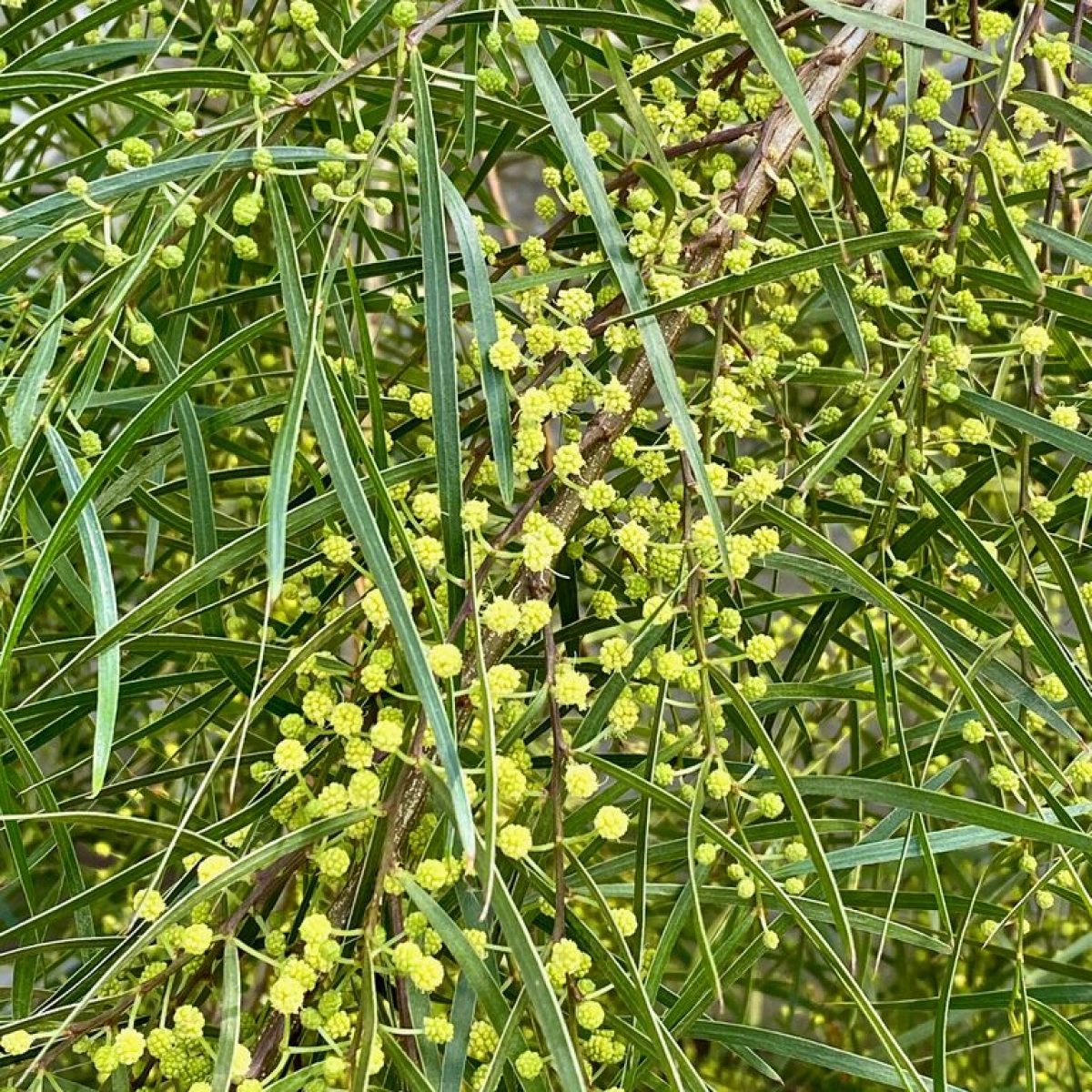 What’s in Bloom | Longwood Gardens