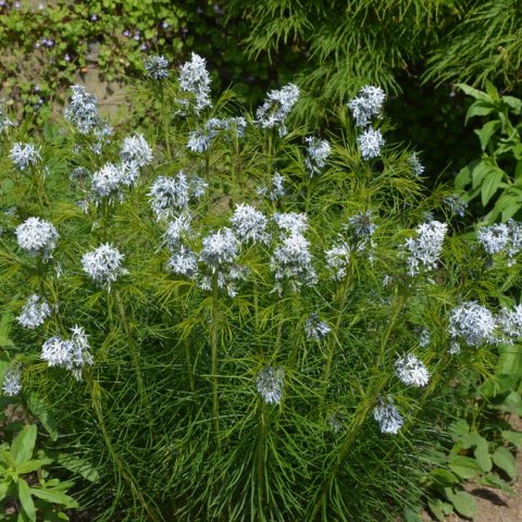 Small blue star-shaped flowers on two foot plant with narrow leaves