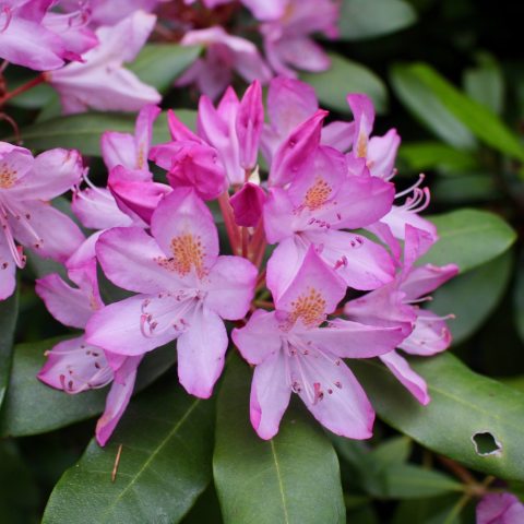 Large shrub with evergreen foliage and clusters of deep rose-pink flowers.