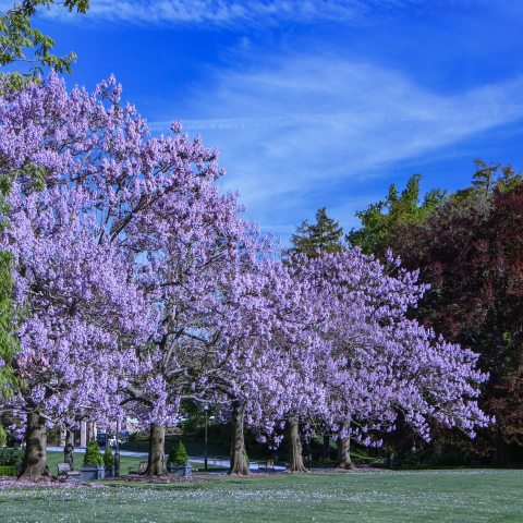 Large trees with purple flowers line large lawn.