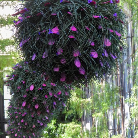 Hanging baskets of pink quill shaped blooms and thin green foliage.