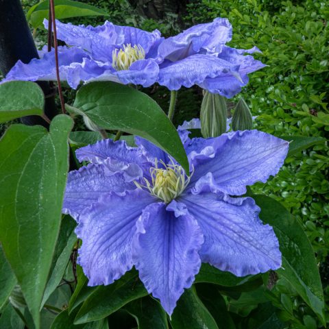 Blue, seven-petaled flower