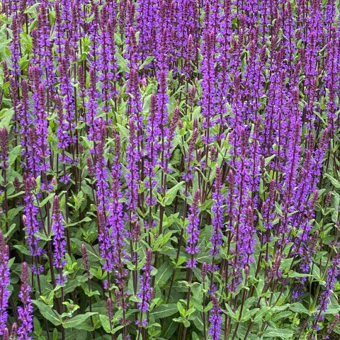 Long, vertical spikes of deep purple flowers on teo foot tall plant with green leaves.