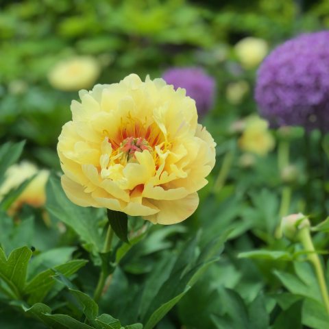 Yellow, multi-petal flower with divided green leaves.
