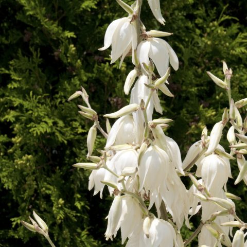 Tall flowering spike of creamy white drooping flowers