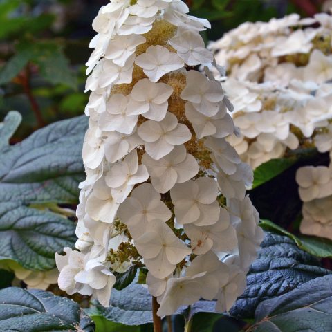Panicle of small white flowers on deciduous shrub