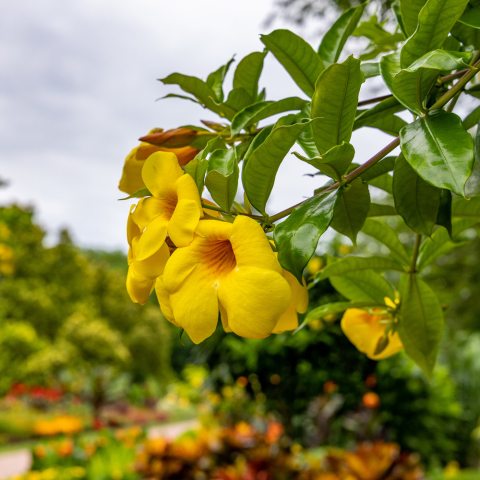5 petaled yellow flower with deep throat on a shrub with glossy green leaves.